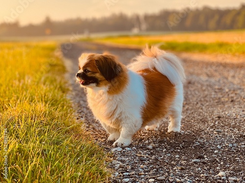 Slika na platnu Kleine Tibet Spaniel Dame im Licht der Morgensonne