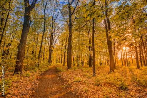 Amazing autumn landscape. Panoramic forest nature. Vivid morning in colorful forest with sun rays orange golden leaves trees. Idyllic sunset, dream fantasy scenic pathway. Beautiful fall park footpath