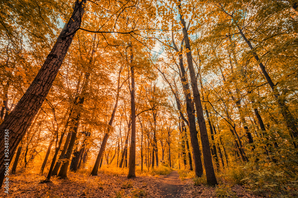 Amazing autumn landscape. Panoramic forest nature. Vivid morning in colorful forest with sun rays orange golden leaves trees. Idyllic sunset, dream fantasy scenic pathway. Beautiful fall park footpath Amazing autumn landscape. Panoramic forest nature. Vivid morning in colorful forest with sun rays orange golden leaves trees. Idyllic sunset, dream fantasy scenic pathway. Beautiful fall park footpath