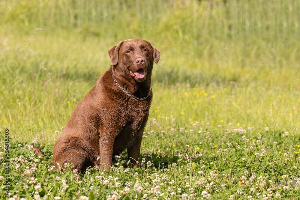 Fat overweight old brown Labrador sitting on the grass Fat overweight old brown Labrador sitting on the grass
