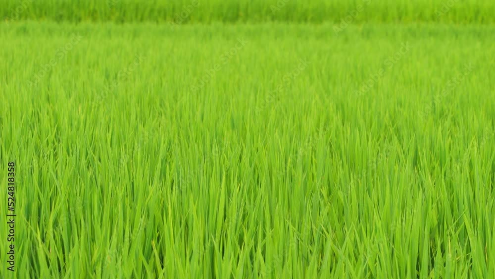 Midsummer rural rice paddies in Japan, beautiful green growing rice plants swaying in the wind. Midsummer rural rice paddies in Japan, beautiful green growing rice plants swaying in the wind.