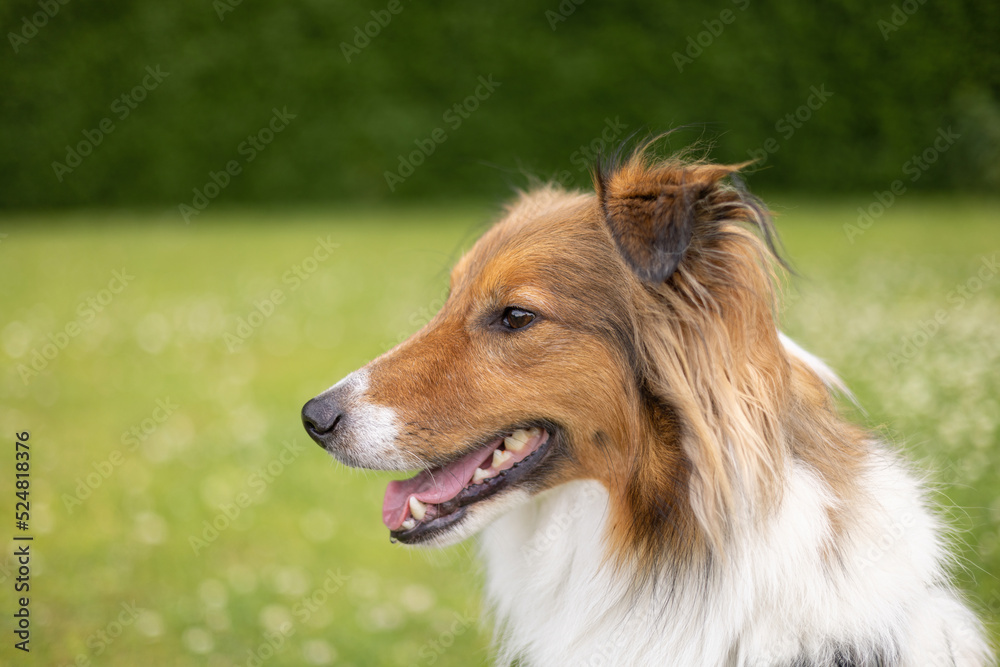 Portrait of sheltie dog looking sideways behind a green grass background