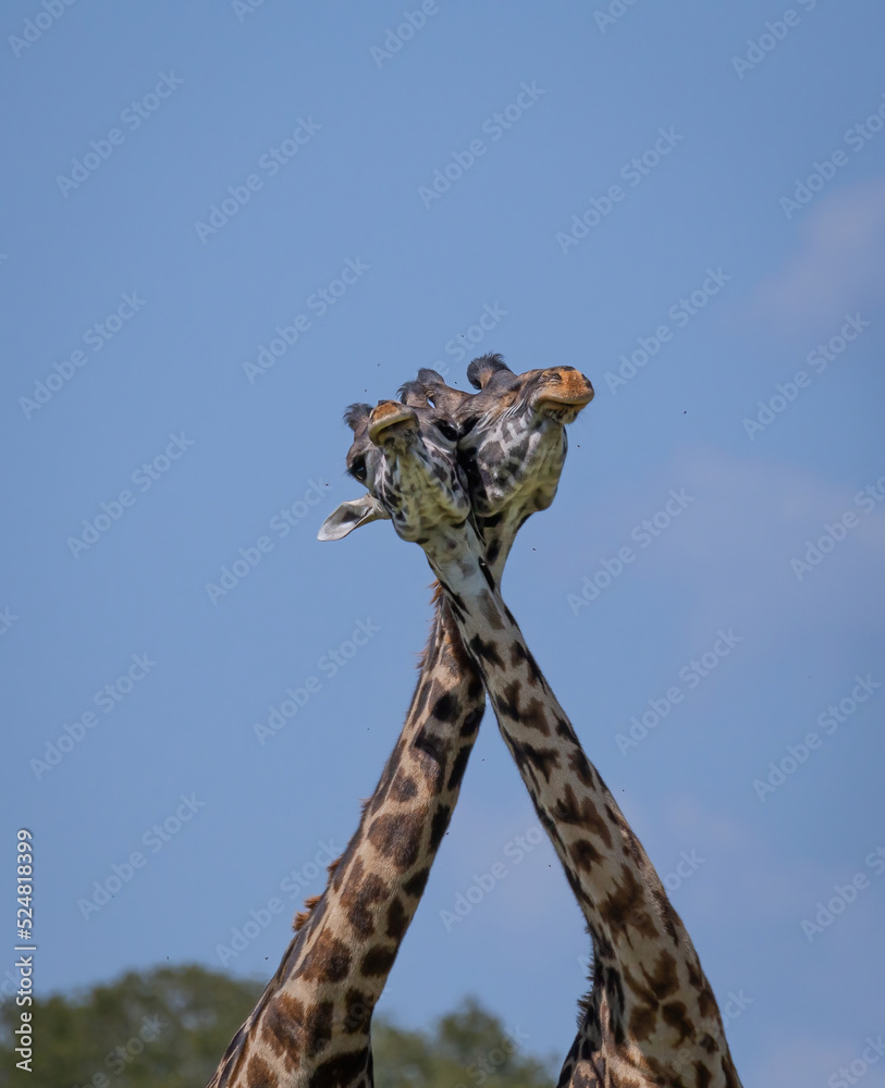 Two male giraffe heads together while necking and fighting over dominance in the African bush Masai Mara, Kenya