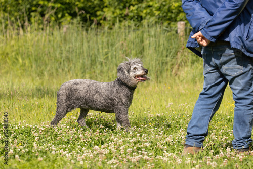 Old grey poodle standing in the grass and looking at dog owner © Tom