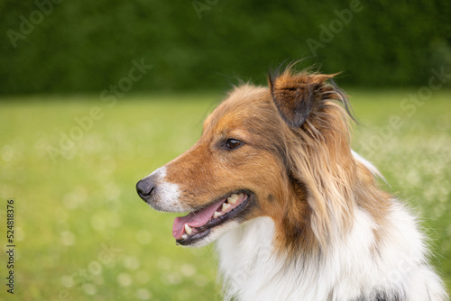 Portrait of sheltie dog looking sideways behind a green grass background