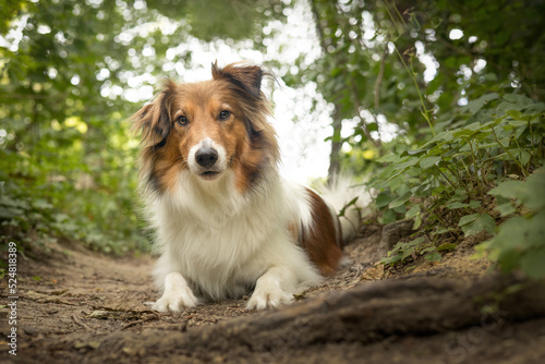 Portrait of sheltie dog lying down and looking at camera at low level