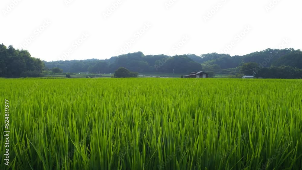 Japan, rural countryside in mid-summer, with large amounts of green growing rice plants in the vicinity. Japan, rural countryside in mid-summer, with large amounts of green growing rice plants in the vicinity.