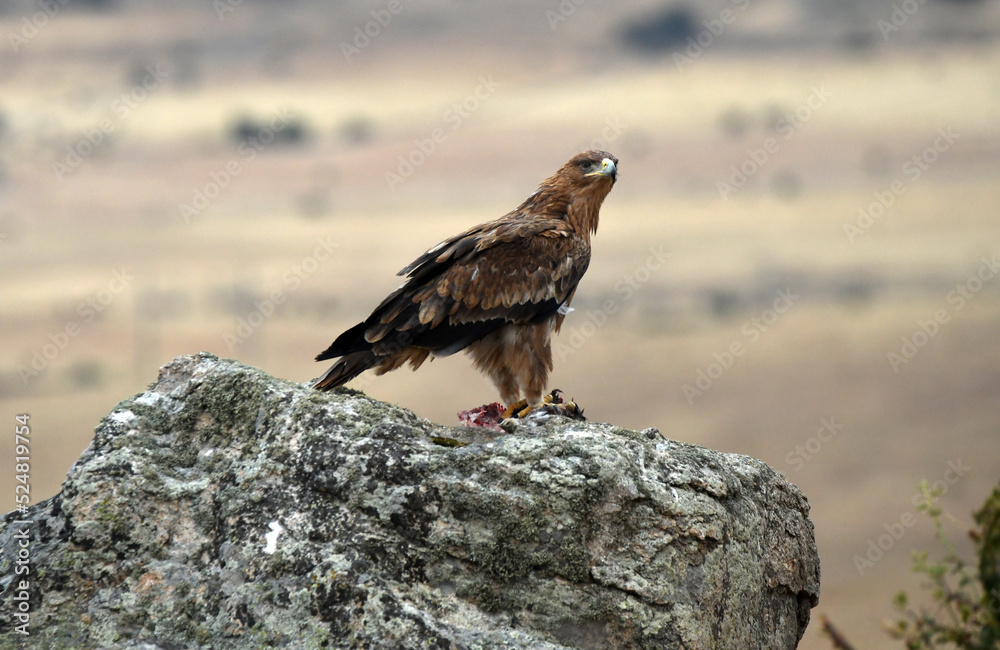 Fototapeta premium rapaces en la sierra abulense