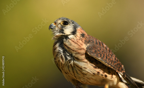 cernicalo hembra de cetreria posado