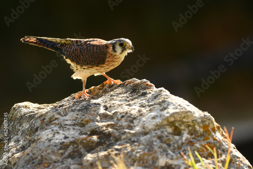 cernicalo hembra de cetreria posado photo