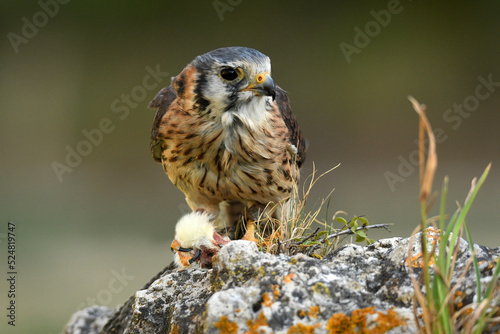 cernicalo hembra de cetreria posado photo