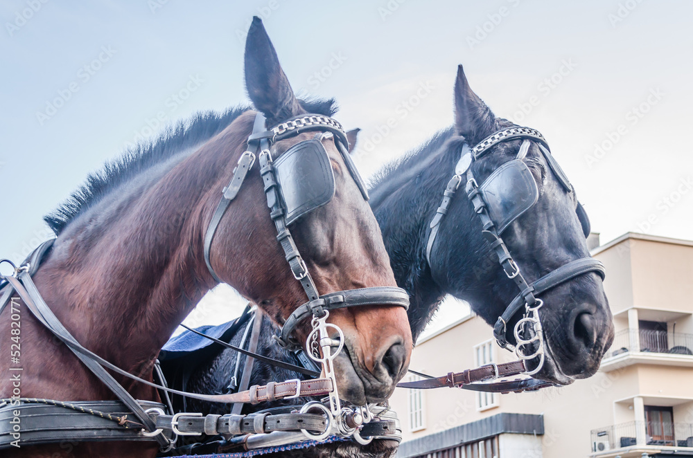 Obraz premium Two horses harnessed in red carriages