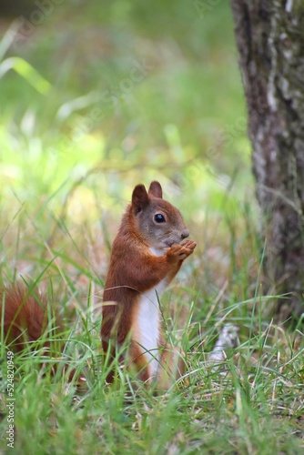Naklejka Squirrel