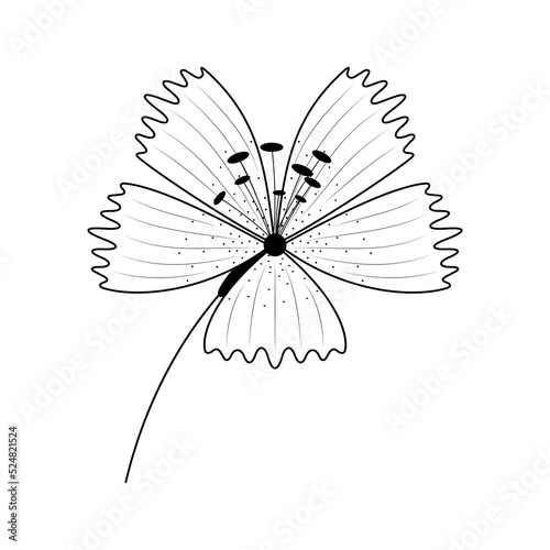 Abstract Hand Drawn Flower Plant Carnation Botanic Floral Nature Bloom Doodle Concept Vector Design Outline Style On White Background Isolated