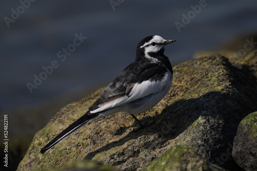 Motacilla alba