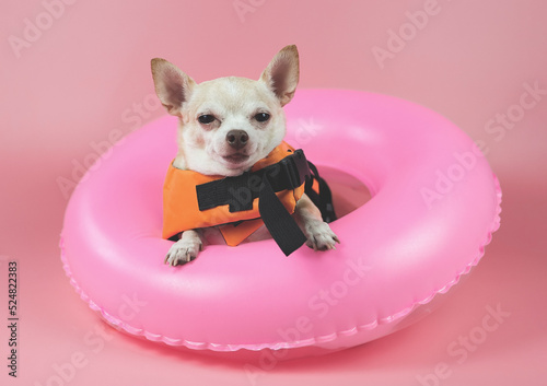 cute brown short hair chihuahua dog wearing orange life jacket or life vest sitting  in pink swimming ring, isolated on pink background.