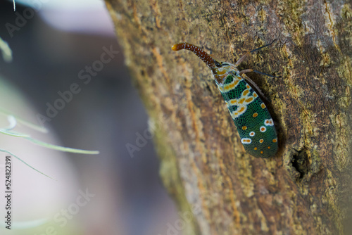 Lantern bug. Pyrops candelaria. Cicadidae Pyrops ducalis. The family Fulgoridae is a large group of hemipteran insects. photo