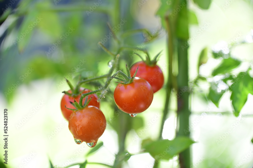 家庭菜園の完熟朝採れミニトマト