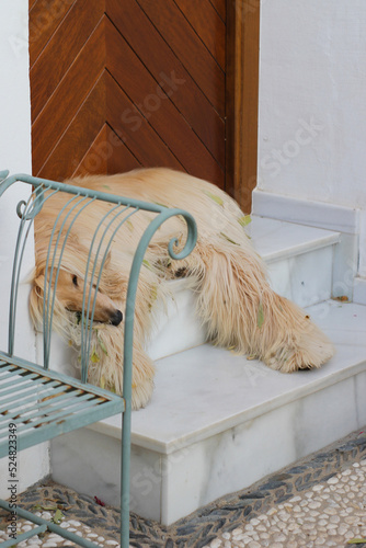 funny long-haired dog guardian