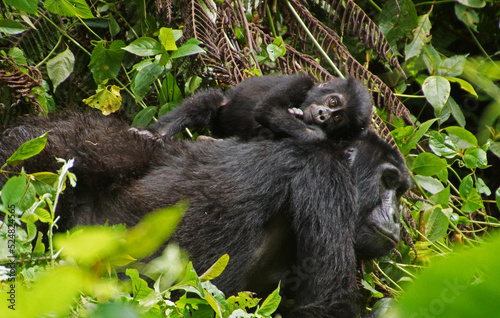 the baby gorilla lies on its mother's back as they pass through the African jungle