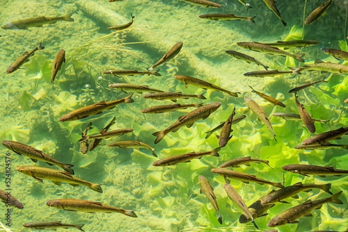Fish photographed in clear water from above