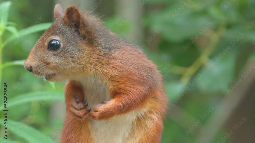 cute red squirrel animal close view watching natural world norway cute red squirrel animal close view watching natural world norway