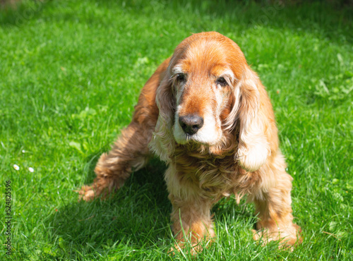 Old cocker spaniel dog with sad expression © gertrudda