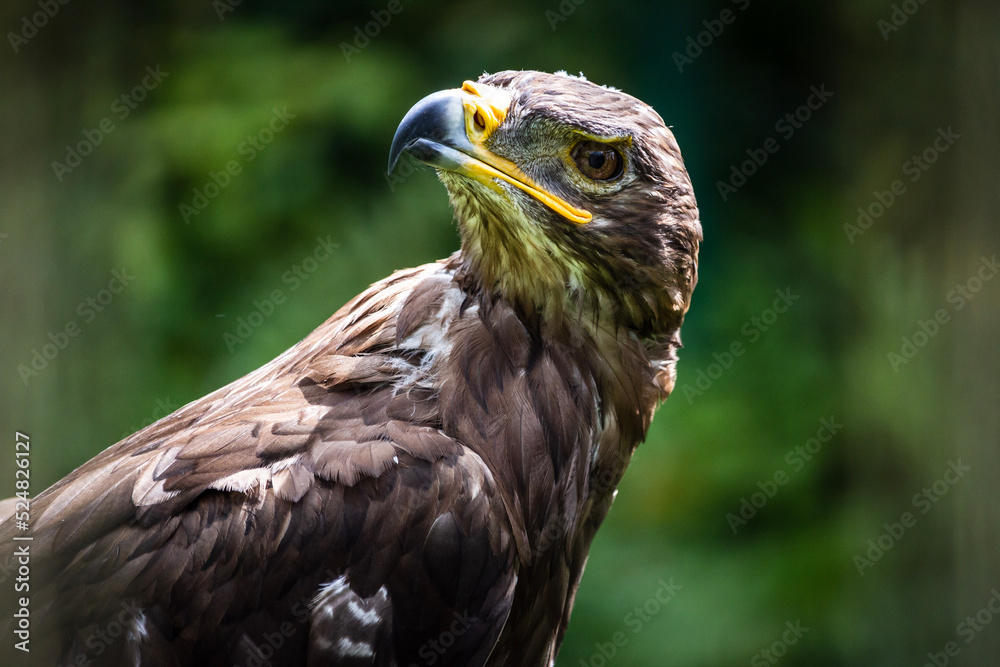 Fototapeta premium portrait of an eagle