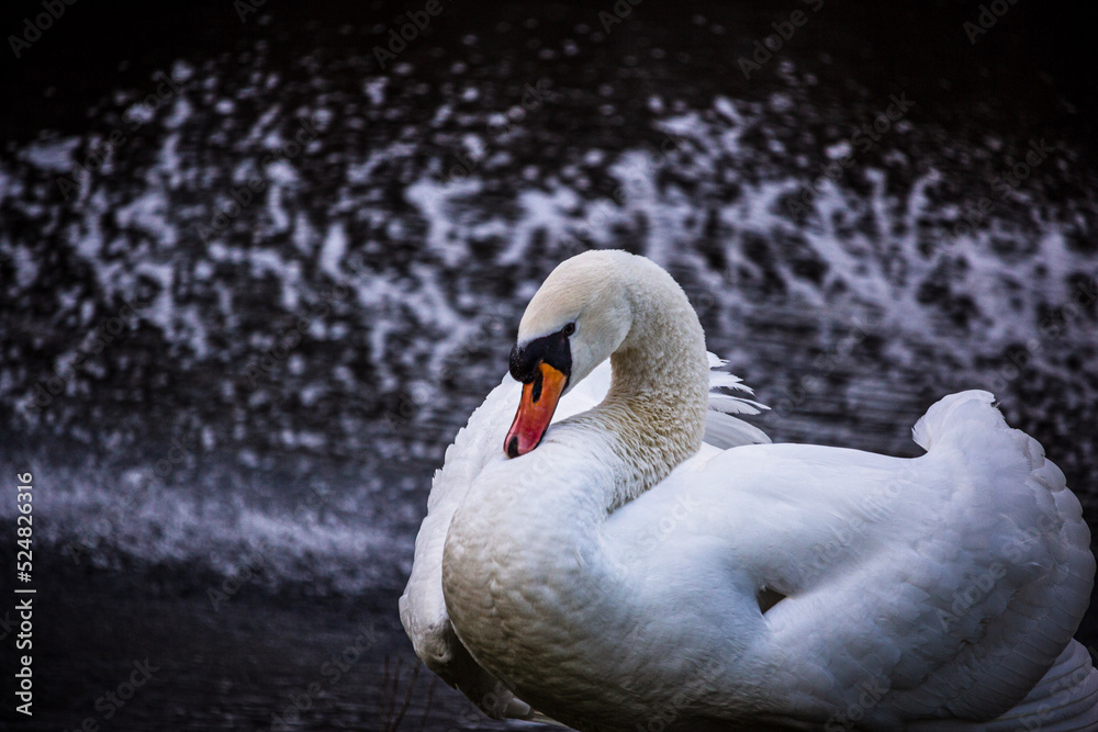 Fototapeta premium mute swan cygnus olor