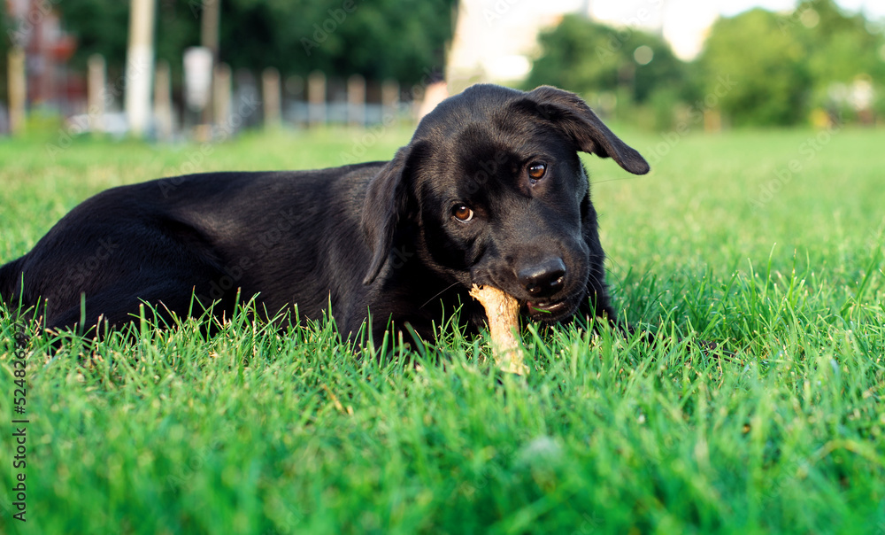 Labrador dog. A black dog lies and gnaws a stick on a background of green blurred grass. A beautiful dog. The photo is blurred Labrador dog. A black dog lies and gnaws a stick on a background of green blurred grass. A beautiful dog. The photo is blurred