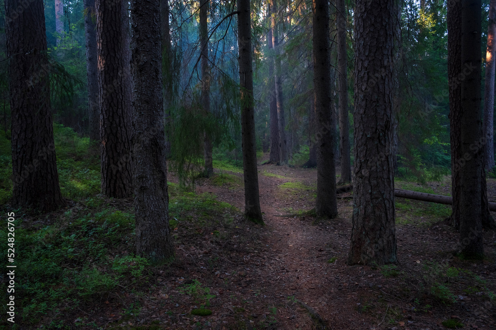 winding path in the dark foggy northern forest winding path in the dark foggy northern forest