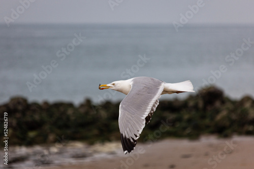 seagull in flight