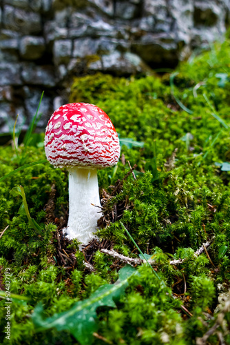 Red and white toxic, poisonous and damgerous amanita muscaria fly agaric mushroom on the ground of a green autumn forest amidst moss photo