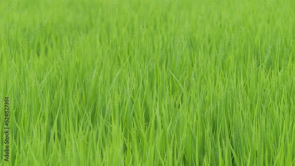 Midsummer rural rice paddies in Japan, beautiful green growing rice plants swaying in the wind. Midsummer rural rice paddies in Japan, beautiful green growing rice plants swaying in the wind.