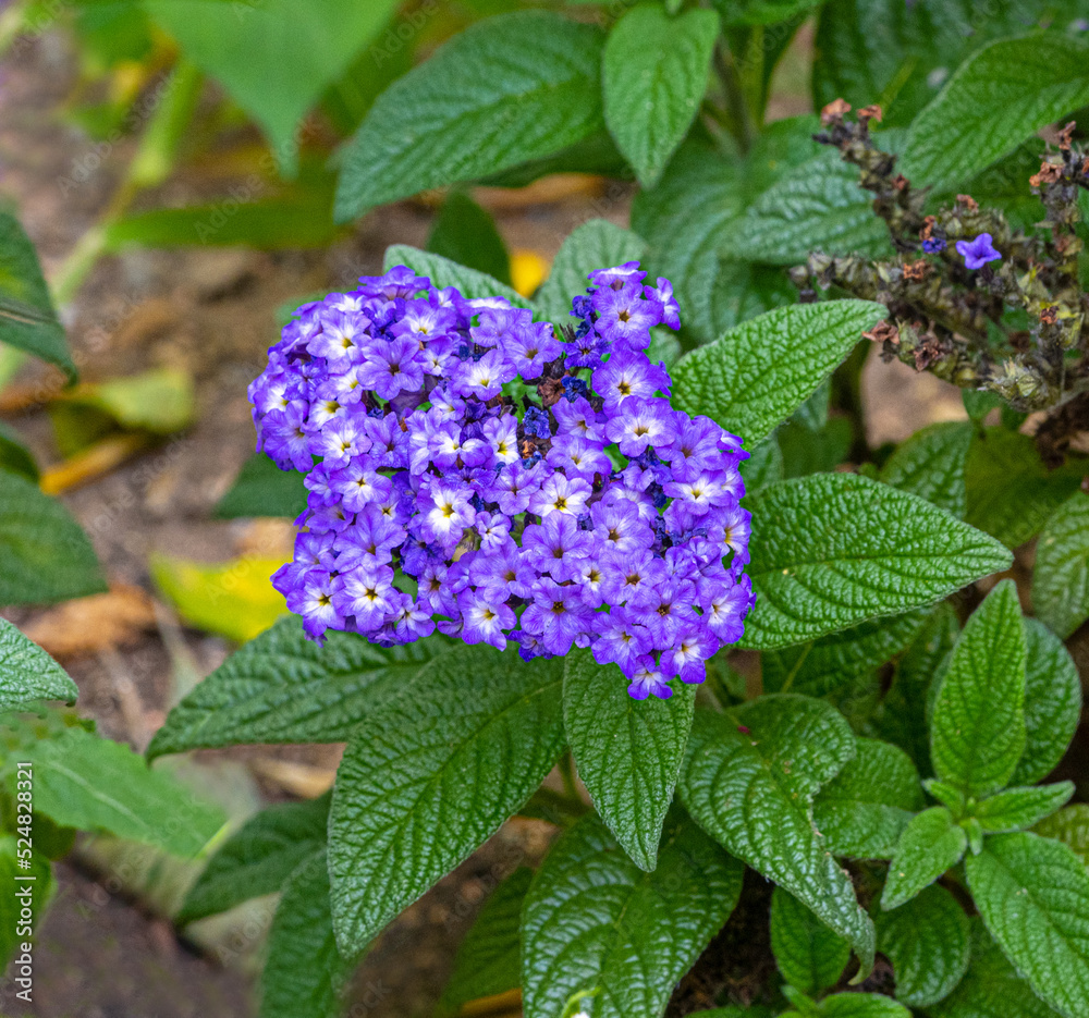 Heliotrope Marine (Latin name - Heliotropium arborescens Marine) Heliotrope Marine (Latin name - Heliotropium arborescens Marine)
