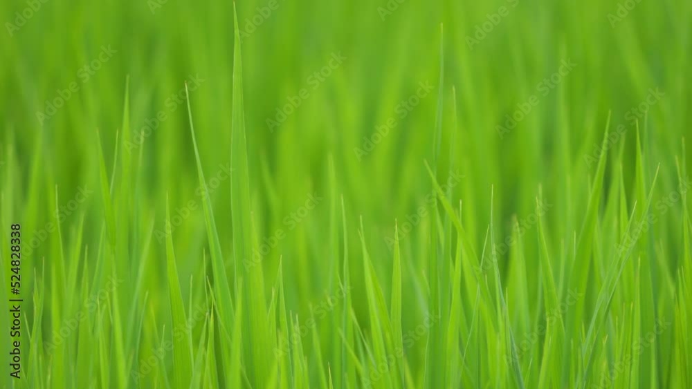 Midsummer rural rice paddies in Japan, beautiful green growing rice plants swaying in the wind. Midsummer rural rice paddies in Japan, beautiful green growing rice plants swaying in the wind.