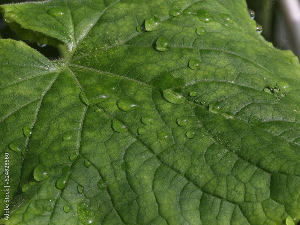 Wassertropfen auf grünem Gurkenblatt Wassertropfen auf grünem Gurkenblatt