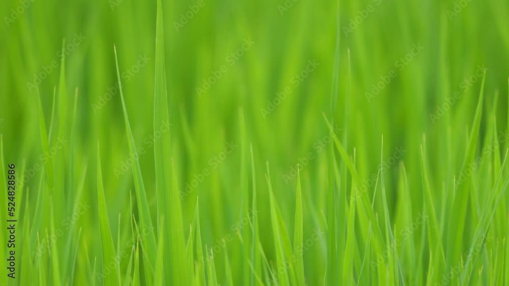 Midsummer rural rice paddies in Japan, beautiful green growing rice plants swaying in the wind. Midsummer rural rice paddies in Japan, beautiful green growing rice plants swaying in the wind.