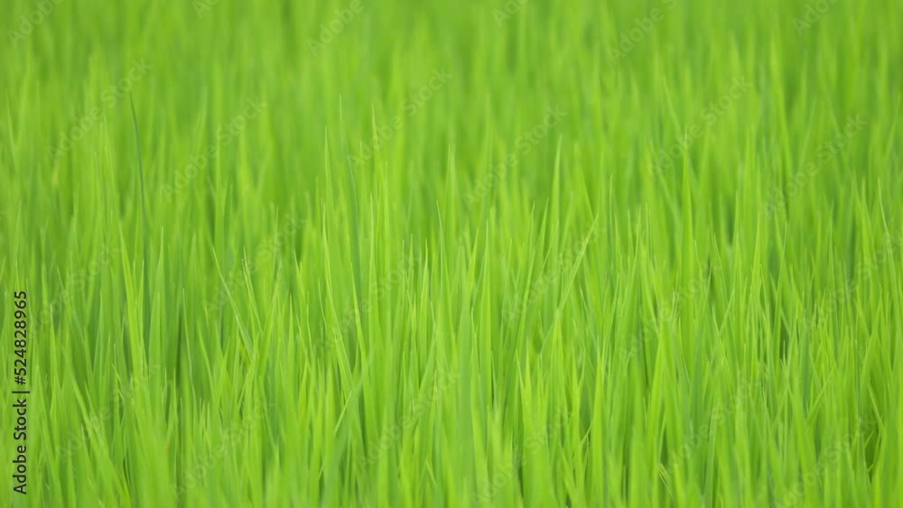 Midsummer rural rice paddies in Japan, beautiful green growing rice plants swaying in the wind. Midsummer rural rice paddies in Japan, beautiful green growing rice plants swaying in the wind.