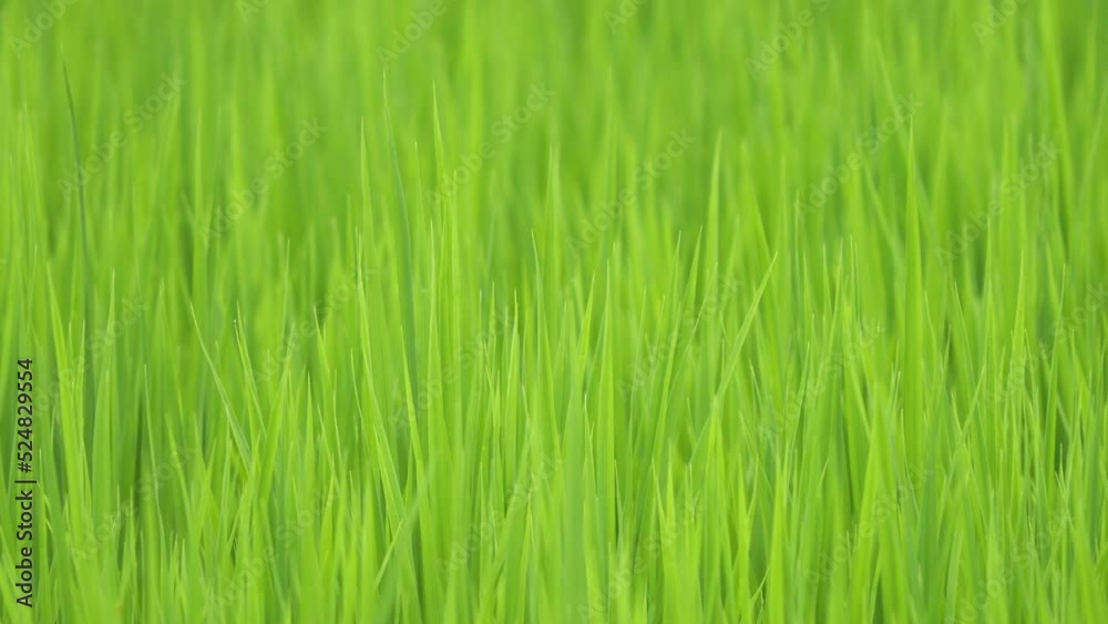 Midsummer rural rice paddies in Japan, beautiful green growing rice plants swaying in the wind. Midsummer rural rice paddies in Japan, beautiful green growing rice plants swaying in the wind.