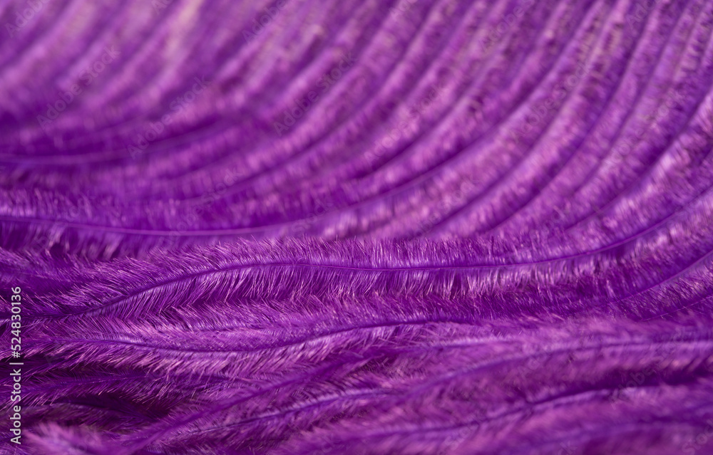 Obraz premium Multicolored bright colorful bird feathers close-up as a background. Holiday carnival. Set of colored different feathers.
