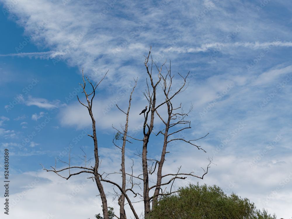 Lahn river, canoeing on the Lahn river, cormorant sitting on a bare branch under blue, slightly cloudy sky. Lahn river, canoeing on the Lahn river, cormorant sitting on a bare branch under blue, slightly cloudy sky.