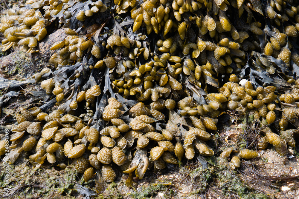 Spiral wrack seaweed growing on a beach, Fucus spiralis