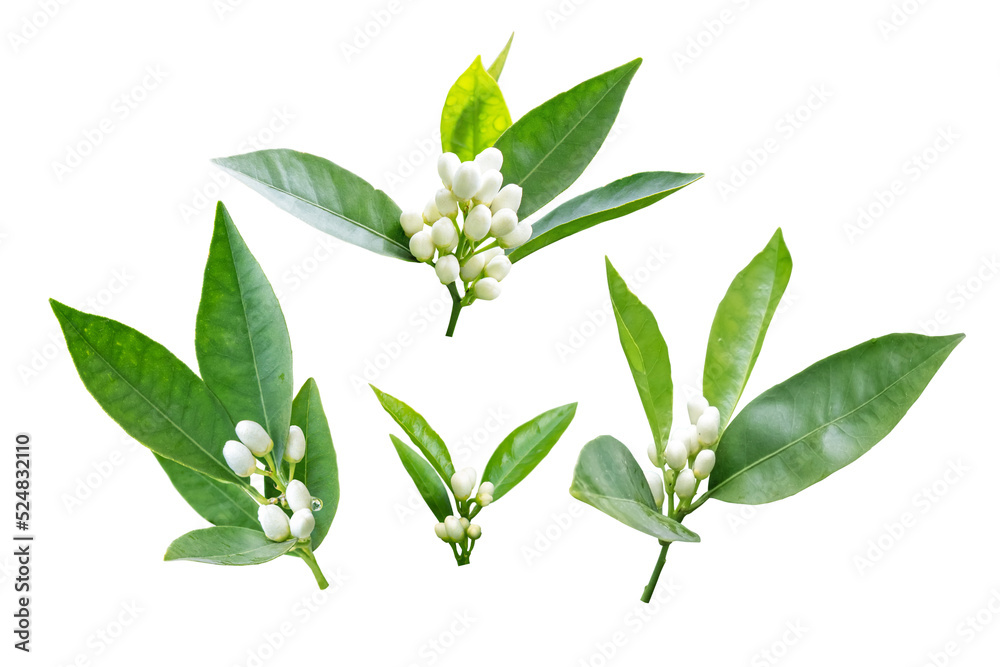 Orange tree flowers branches set isolated transparent png. Neroli blossom. White buds and green leaves.