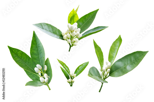 Orange tree flowers branches set isolated transparent png. Neroli blossom. White buds and green leaves.