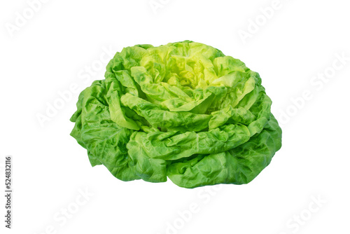 Lettuce salad head isolated transparent png. Butterhead variety. Trocadero cultivar. Green leafy vegetable.