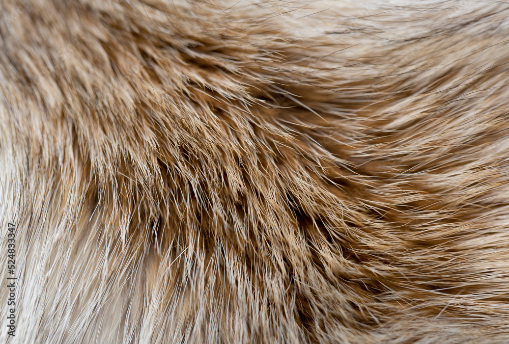 Animal fur close up. Background of gray sable and red fox or chinchilla wool, pile fur texture. Animal fur close up. Background of gray sable and red fox or chinchilla wool, pile fur texture.