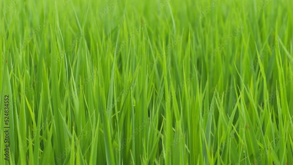 Midsummer rural rice paddies in Japan, beautiful green growing rice plants swaying in the wind. Midsummer rural rice paddies in Japan, beautiful green growing rice plants swaying in the wind.