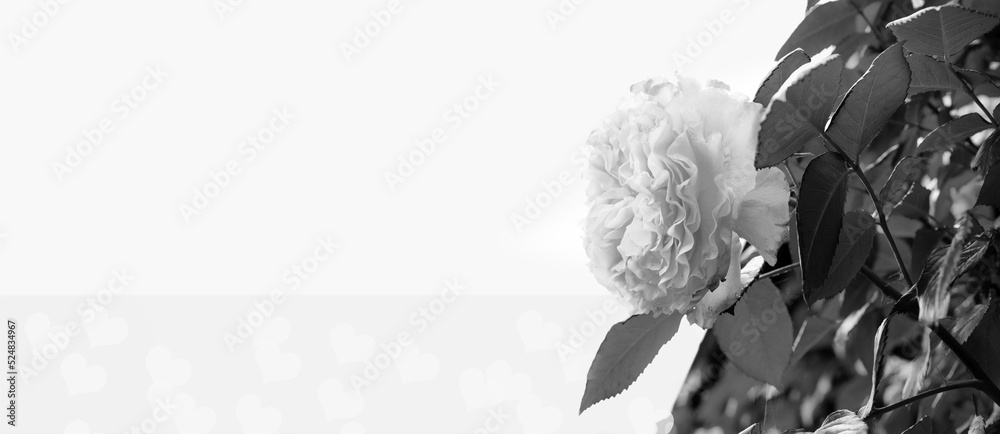 Naklejka premium White rose on a white textured background. Condolence card. Empty place for emotional, sentimental text or quote. Black-white image