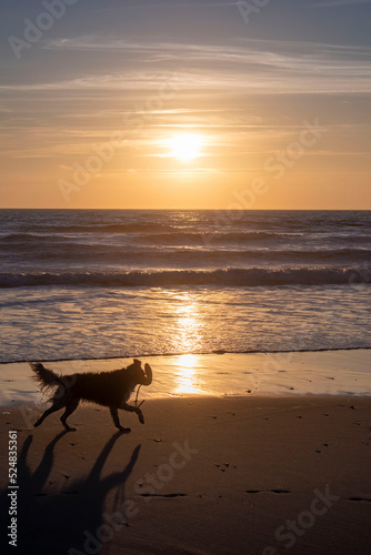 Photo d'un coucher de soleil sur une plage avec un chien qui passe devant 